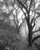 SS Trail. © Ed Carey.