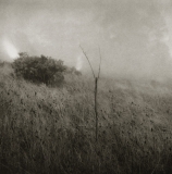 Grass in the Fog. © Unai San Martin. 2001