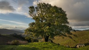 Loma Alta, Photo © Jeffrey Martz